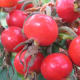 It's easy to see why they are called Beach Tomatoes when looking at this picture.