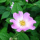 This rugosa resembles a dogwood.