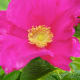 what-is-a-rugosa-rose