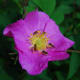 R. rugosa roses are usually "singles" having one row of five petals.