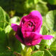 what-is-a-rugosa-rose