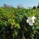 what-is-a-rugosa-rose