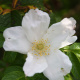 what-is-a-rugosa-rose