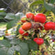 what-is-a-rugosa-rose