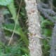 what-is-a-rugosa-rose