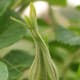 Rugosa Rose Bud