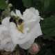 what-is-a-rugosa-rose