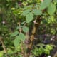 The stem of the Rugosa rose is covered with thorns.