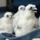 Springfield's newest peregrine falcons getting ready to be banded