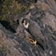 Peregrine Falcon
