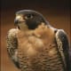 Peregrine falcon at rest