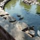 The ducks come right up to you and calmly walk around as you walk by.