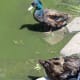 The ducks are beautiful and colorful.