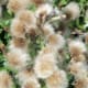 It almost appears like they are mini chicks, but they are flowers from the garden near the Gazebo.