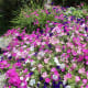 The flowers line every pathway and glow with health and beauty.