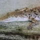 Crocodiles under the bridge