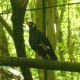 A Talking Mynah
