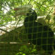 Another Hornbill