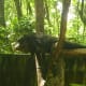 A Bearcat resting.