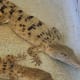 Crocodiles at the Hatchling House