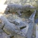 Adult Crocodiles under the bridge