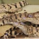 2-4 years Crocodiles at the Hatchling House