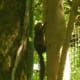 A squirrel climbing the tree after seeing me.