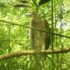 A Crested Serpent Eagle