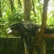 The same Bearcat changing his positon while resting.