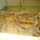 2-4 years Crocodiles at the Hatchling House