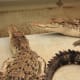 Crocodiles under the bridge