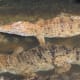 Adult Crocodiles under the bridge