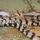Crocodiles at the Hatchling House