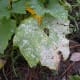 Powdery mildew of cucurbits