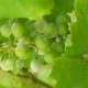 Powdery mildew of grape