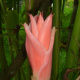 Torch Ginger
