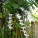 the-flowers-in-my-garden-a-photo-gallery