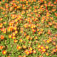 Portulaca grandiflora