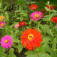 Colourful Zinnia Elegans