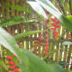 Birds of Paradise