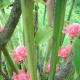 Torch Ginger, Red Ginger Lily or Philippine Waxflower
