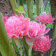 Torch Ginger flowers