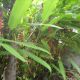 Birds of Paradise