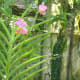 the-flowers-in-my-garden-a-photo-gallery