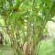 Torch Ginger Plant, Red Ginger Lily or Philippine Waxflower