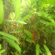 Birds of Paradise
