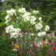 White Mussaenda or Dona Aurora and Bougainvillea