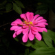 3 layers pink Zinnia