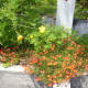 Portulaca grandiflora