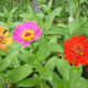 Orange, pink and red Zinnias